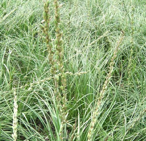 Anemarrhena asphodeloides SEEDS